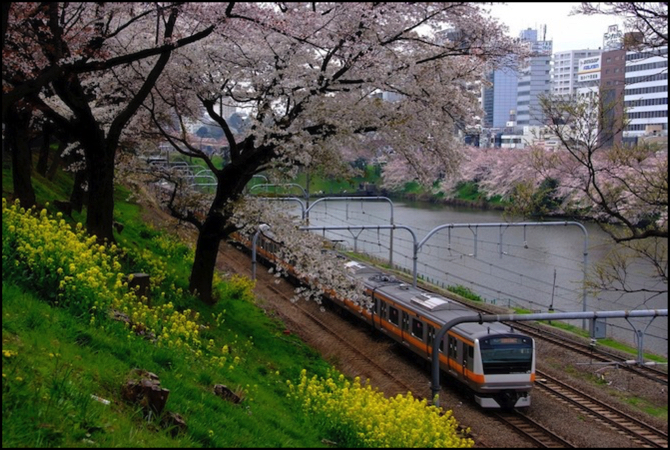 chuo-river-sakura