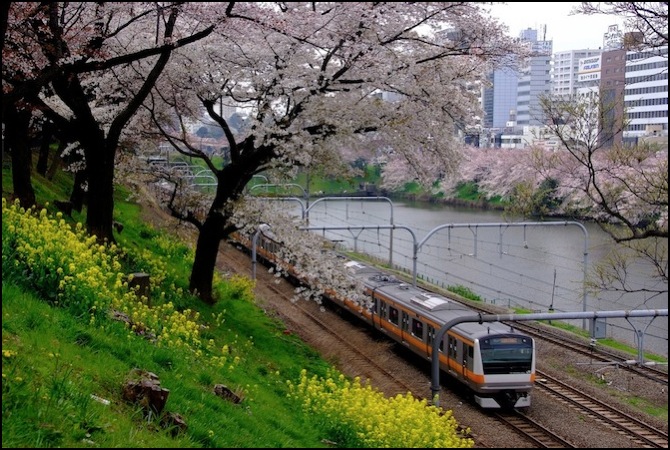 chuo-river-sakura