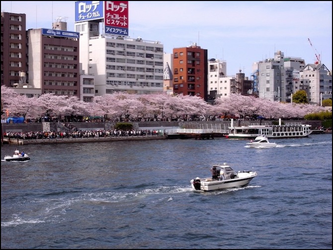 sakura-riverbank-city